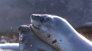 VIDEO. A apărut trailer-ul pentru „Our Planet II”. Când are premiera seria documentară