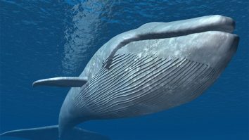 Cântecele balenelor dezvăluie noi secrete după aproape 60 de ani de la descoperirea lor