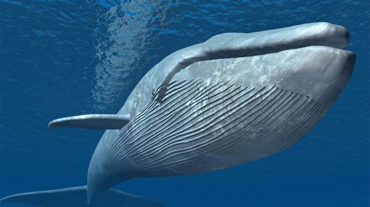 Cântecele balenelor dezvăluie noi secrete după aproape 60 de ani de la descoperirea lor