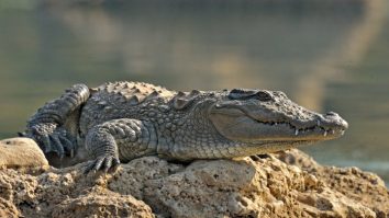 Un crocodil din Costa Rica face istorie. Femela a avut primul caz de „naștere virgină” din specia sa