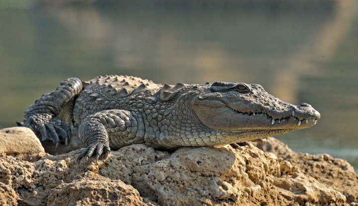 Un crocodil din Costa Rica face istorie. Femela a avut primul caz de „naștere virgină” din specia sa