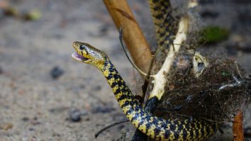 Dezbatere pe Facebook stârnită după ce un bărbat și-a scos la plimbare cei 20 de șerpi de companie într-un parc din Scoția