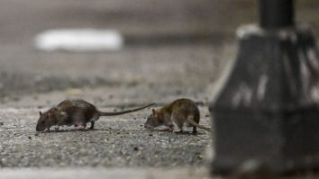 Paris: Primăria a înființat o comisie pentru „a ajuta parizienii să conviețuiească cu șobolanii”