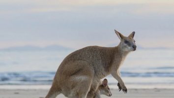 FOTO. Vacanță în Australia: Melbourne și Victoria te așteaptă cu destinații impresionate și drumeții inedite