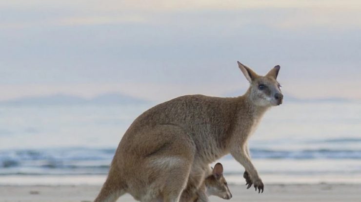 FOTO. Vacanță în Australia: Melbourne și Victoria te așteaptă cu destinații impresionate și drumeții inedite