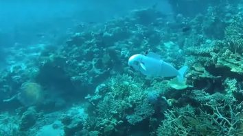VIDEO. Cum ar putea un robot pește „silențios asemeni unui spion” să contribuie la progresul științei oceanelor