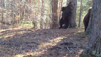 VIDEO. Doi urși cu chef de joacă, surprinși într-o pădure a Parcului Natural Putna Vrancea