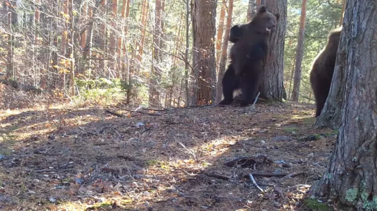 VIDEO. Doi urși cu chef de joacă, surprinși într-o pădure a Parcului Natural Putna Vrancea