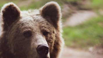 Fostul ministru al Mediului, Tanczos Barna a semnat ordinul care prevede cotele de prevenţie la urs brun