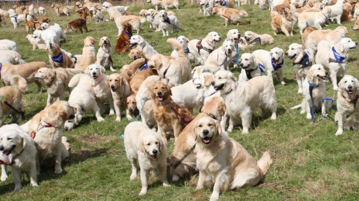VIDEO. Scoția celebrează Golden Retrieverii. Sute de proprietari au participat la festivalul dedicat rasei celei mai iubite de câini