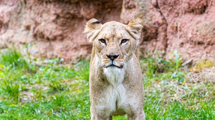 Berlinul în alertă. Poliția nu reușește să găsească o leoaică, văzută azi-noapte în sudul orașului