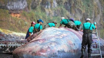 FOTO. Un cercetător a descoperit o comoară de 500.000 de euro în stomacul unui cașalot mort. Este vorba de o substanță rară