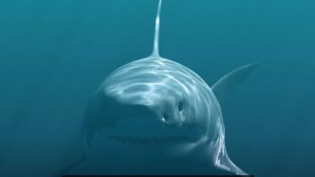 Oamenii de știință au descoperit noi indicii despre ce a dus la dispariția rechinului megalodon