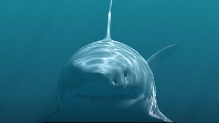Oamenii de știință au descoperit noi indicii despre ce a dus la dispariția rechinului megalodon