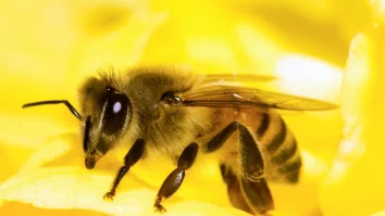 Cercetătorii vor să dezvolte o tehnologie bazată pe inteligența artificială care să „poată gândi ca albinele”. Ce arată noile studii