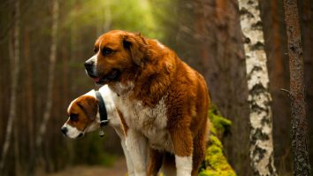 Cum ai grijă de câinele tău pe caniculă? Cristian Gîu, dresor: Alimentația patrupedului nu are nevoie de schimbări