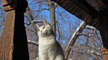 VIDEO. Știi ce face animalul tău de companie când ești plecat de acasă? Un vlogger îți arată viața prin ochii motanului său