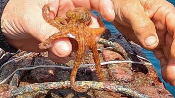 VIDEO. Caracatițele visează la fel ca oamenii. Ce au descoperit biologii