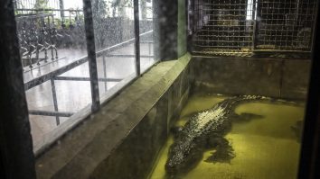 Cel mai mare crocodil din lume, Cassius, aflat în captivitate, continuă să crească. Experții sunt uimiți de vârsta reptilei