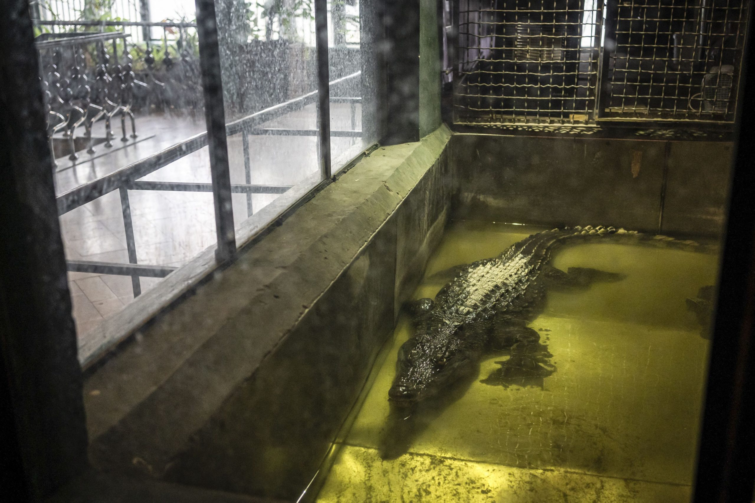 Cel mai mare crocodil din lume, Cassius, aflat în captivitate, continuă să crească. Experții sunt uimiți de vârsta reptilei