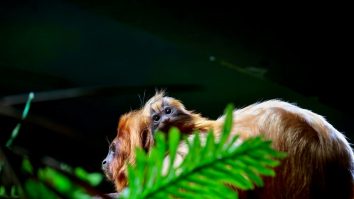 Căldura afectează și animalele de la grădina zoologică. Îngrijitorii le oferă hrană înghețată