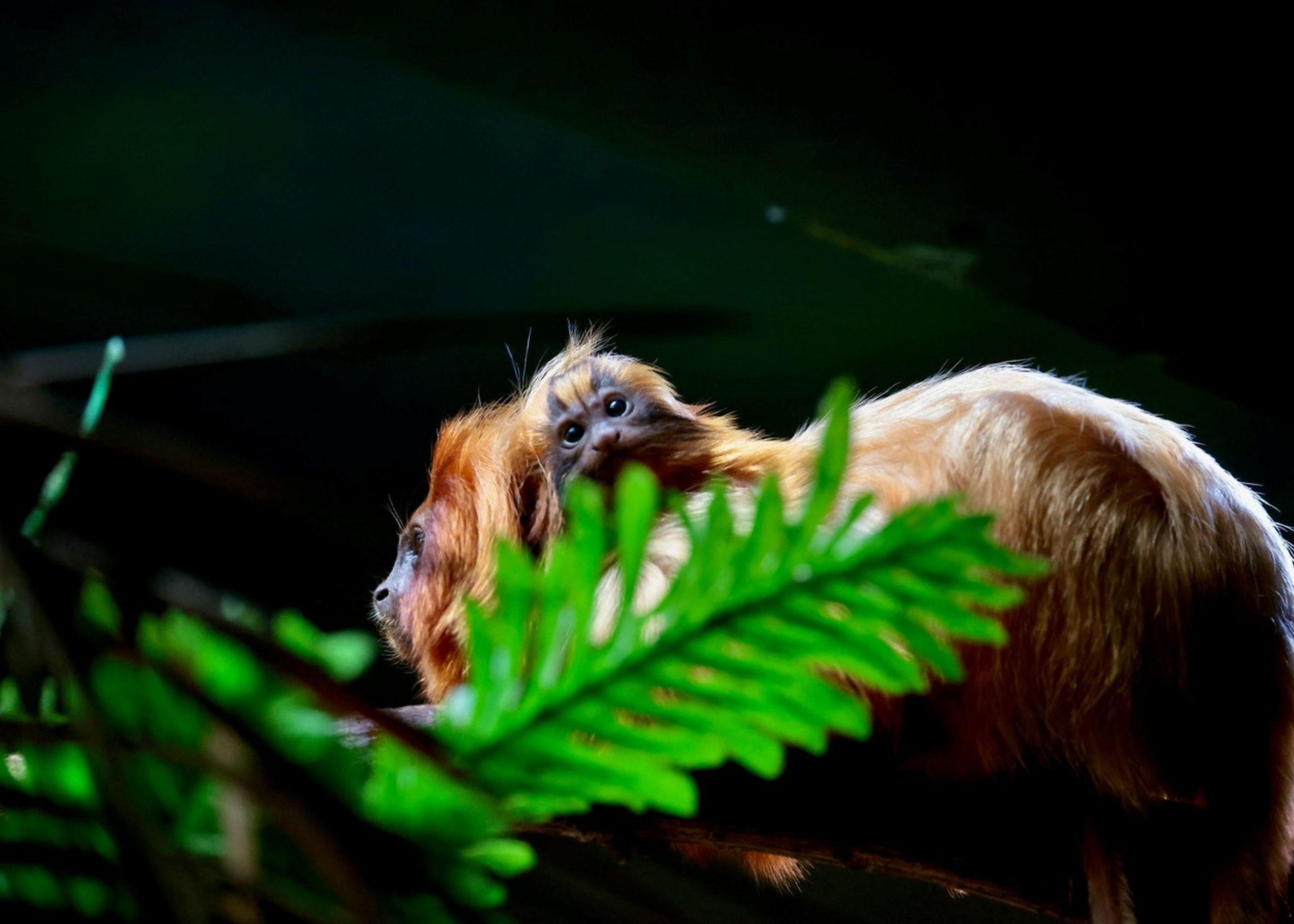 Căldura afectează și animalele de la grădina zoologică. Îngrijitorii le oferă hrană înghețată