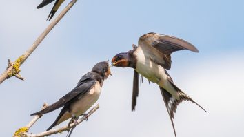 Păsările pot „divorța” din cauza promiscuității sau a perioadelor lungi de separare