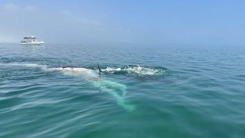 VIDEO. Croazieră de coșmar. Au ajuns în port chiar când avea loc o vânătoare de balene