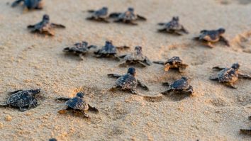 Nouă pui de broască țestoasă de mare Cardón au fost eliberați pe coasta centrală a Venezuelei