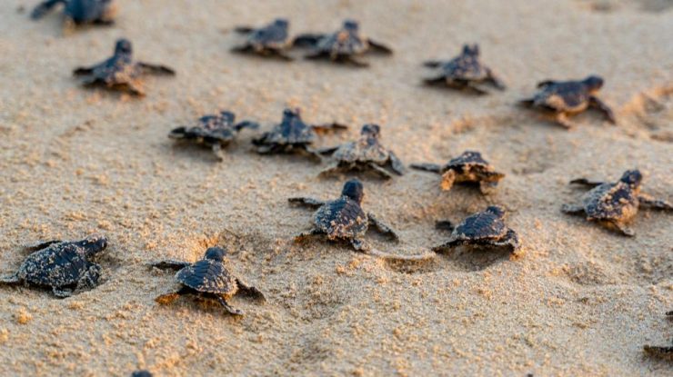 Nouă pui de broască țestoasă de mare Cardón au fost eliberați pe coasta centrală a Venezuelei