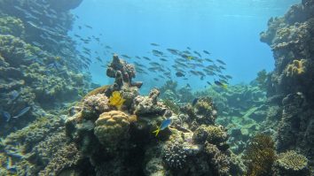 Record de temperaturi ale oceanului în Florida, cu peste 38C înregistrate. Ce impact are valul de căldură asupra apelor