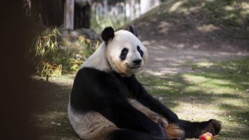 Animalele de la grădina zoologică din Madrid au fost afectate de temperaturile extreme din ultimele zile. Cu ce le-au hrănit îngrijitorii