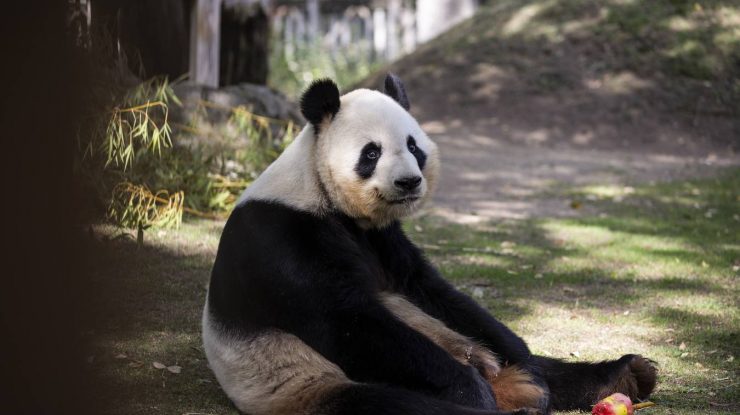 Animalele de la grădina zoologică din Madrid au fost afectate de temperaturile extreme din ultimele zile. Cu ce le-au hrănit îngrijitorii