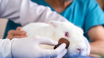 Canada interzice oficial testarea produselor cosmetice pe animale. Ce alte țări au adoptat deja legea