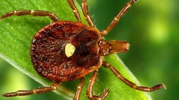 Avertismentul experților în sănătate: mușcătura de căpușă poate provoca alergie la carnea roșie