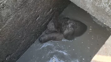 O ursoaică a căzut într-o fosă din Sinaia. Cum și-a protejat puiul