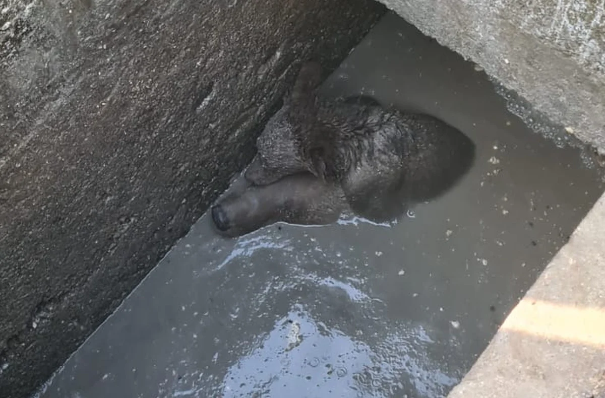 O ursoaică a căzut într-o fosă din Sinaia. Cum și-a protejat puiul
