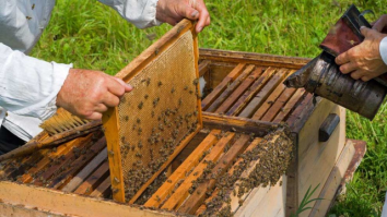 Căldura omoară familiile de albine prin sufocare. Ioan Fetea: „Temperaturile excesive creează probleme apicultorilor. Această alarmă privind topirea fagurilor în stup este una reală”