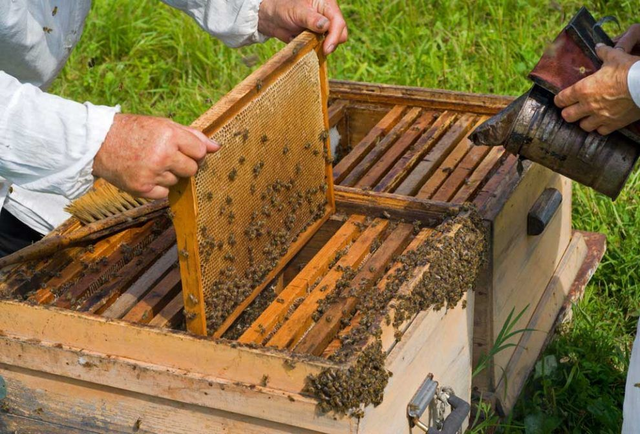 Căldura omoară familiile de albine prin sufocare. Ioan Fetea: „Temperaturile excesive creează probleme apicultorilor. Această alarmă privind topirea fagurilor în stup este una reală”