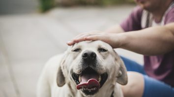 STUDIU. Animalele care interacționează atât cu oameni, cât și cu alți patrupezi îmbătrânesc mai sănătos. Ce spun cercetătorii
