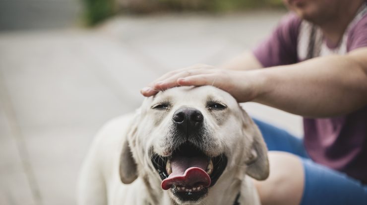 STUDIU. Animalele care interacționează atât cu oameni, cât și cu alți patrupezi îmbătrânesc mai sănătos. Ce spun cercetătorii