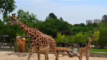 Topul celor mai frumoase grădini zoologice din Europa. Grădina zoologică „Artis” din Amsterdam are peste 900 de specii de animale și păsări