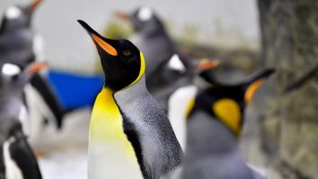 Sfârșit tragic pentru 10.000 de pui de pinguin. Au murit în apa înghețată, după ce s-a topit banchiza