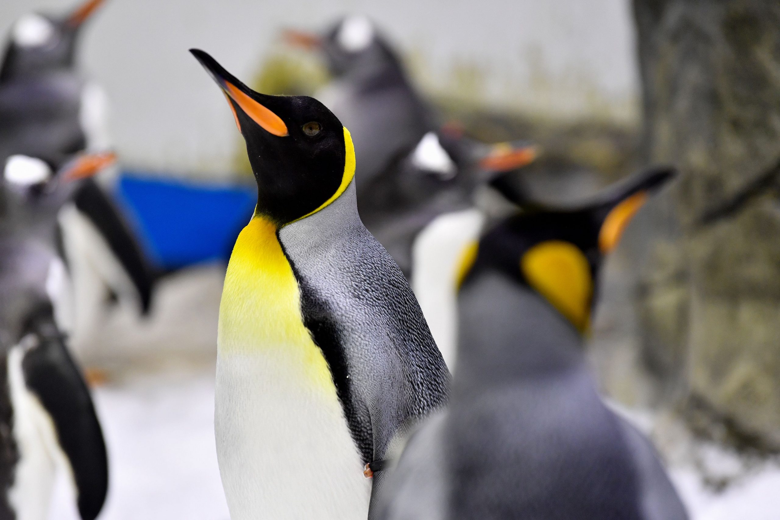 Sfârșit tragic pentru 10.000 de pui de pinguin. Au murit în apa înghețată, după ce s-a topit banchiza