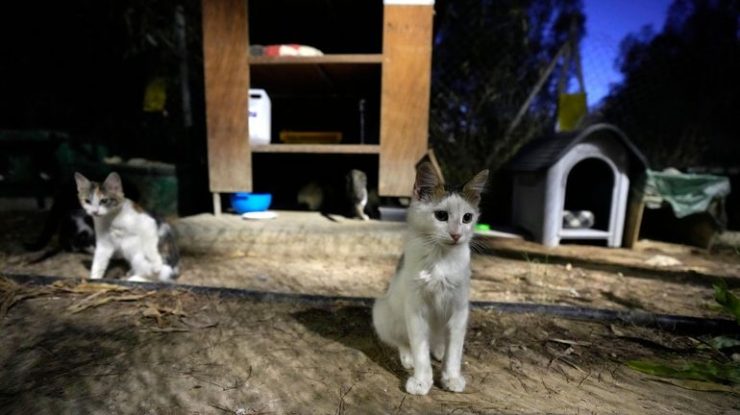 Pisicile din Cipru vor primi tratamente pentru COVID-19. Medicamentele rămase neutilizate pentru oameni vor ajunge la feline