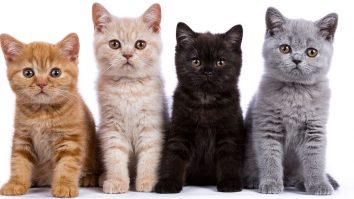 Românii sunt pro pisici. 70% dintre cetățeni spun că viața lor e mai bună de când au o pisică