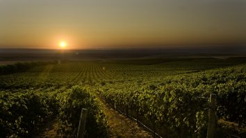 Schimbările climatice produc pagube viticultorilor. Mirela Mateescu: „Trebuie să fie atenți din ce în ce mai mult la nivelul de zahăr care se acumulează în struguri”