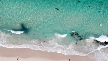 5 persoane au fost atacate de rechini pe plajele din New York. Ce specii de rechini trăiesc în Marea Neagră