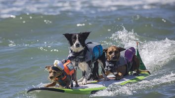 Peste 50 de câini s-au duelat la surf în California. Cine sunt câștigătorii „Best in Surf”