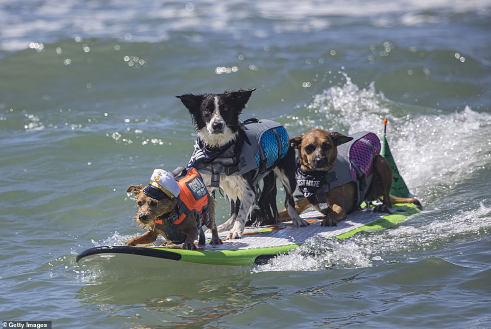 Peste 50 de câini s-au duelat la surf în California. Cine sunt câștigătorii „Best in Surf”
